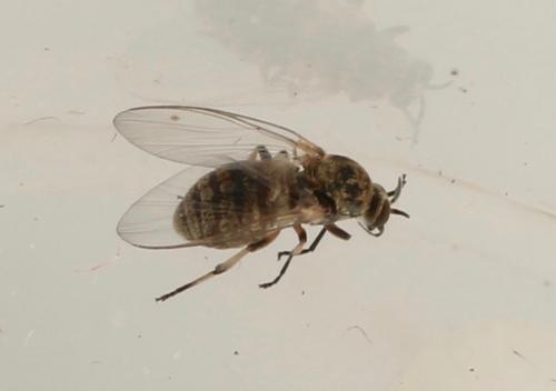 Réf. 318 908 : Simulium sp.